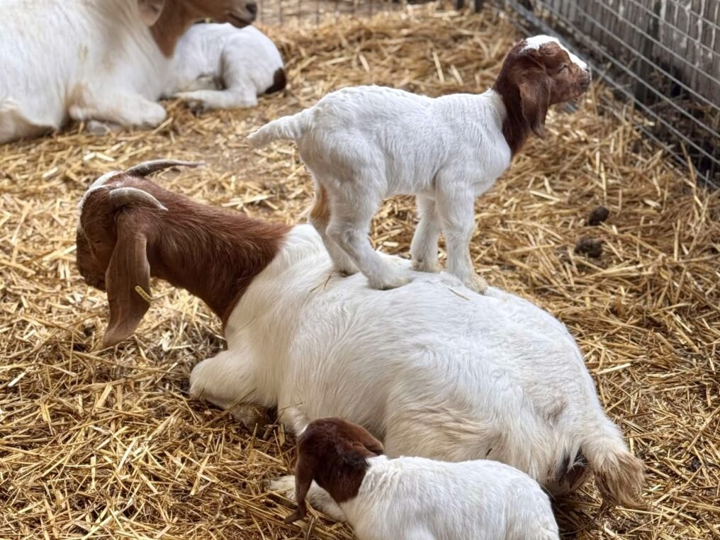 Goat Yoga