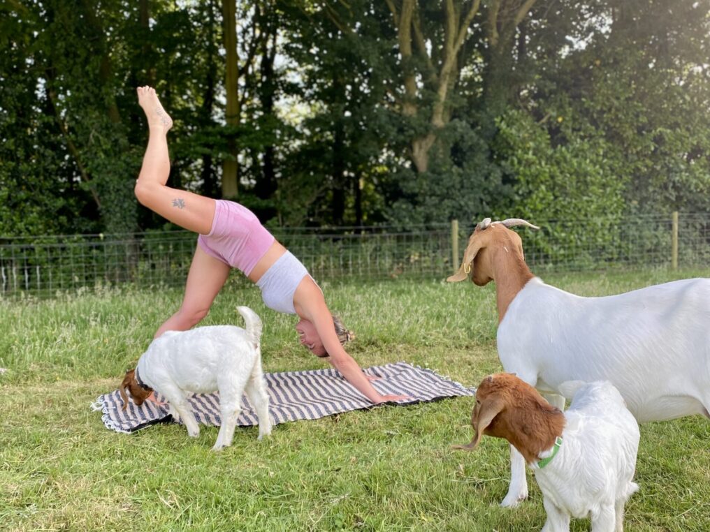 Little Lifts Goat Yoga